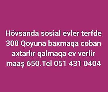 katibe is elanlari: Çoban, 2560 yaş, 1 ildən az təcrübə — 1