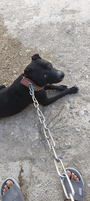 şpitz it: Pitbul — 2