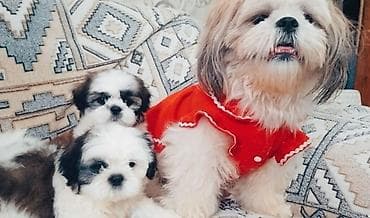 Птицы: Ши-тцу — 2