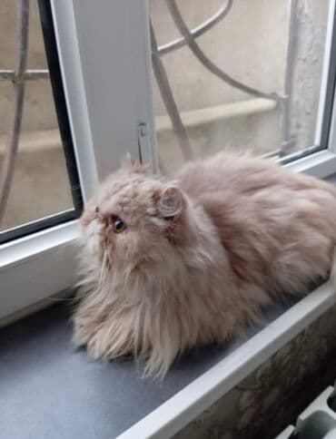 pişik üçün daraq: Fars, Dişi, Yaxşı əllərə, Ünvandan götürmə — 4