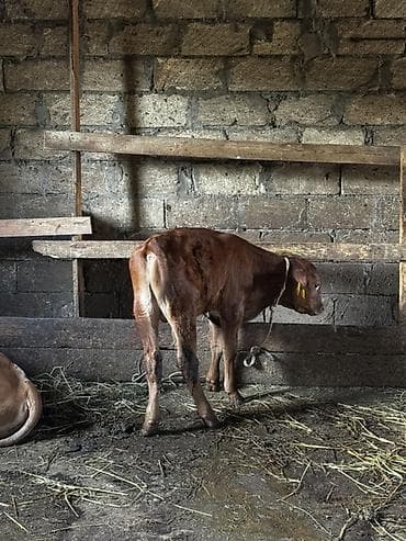 quzu satılır: Təmiz erkək anqus dana satılır. 2 ayın içindədir. Süni mayalanmadan — 4