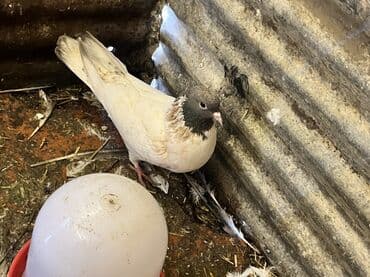 Heyvanlar üçün mallar: Qarabas tutulmadi. Qarda satlir 10azn — 1