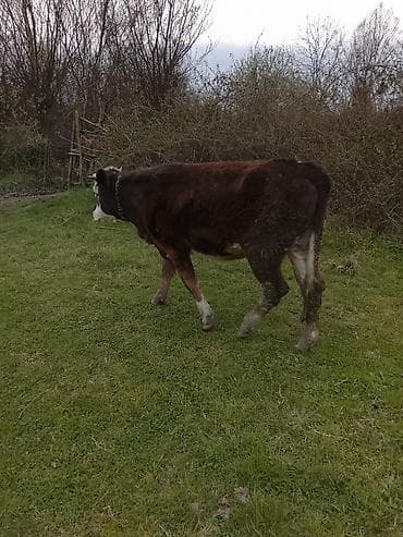 bala itlerin satisi: Hereford tipli dana – otlaqda saxlanılır. - Rəng: tünd qəhvəyi bədən — 8