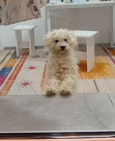 ucuz ev iti: Kiçik ölçülü, tüklü ağ it cinsi – yığıcam, ev şəraitinə uyğun dost. - — 1