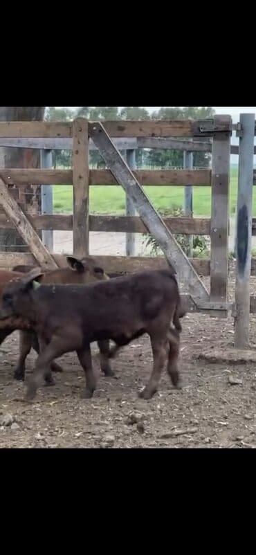 at və eşşəyin cütləşməsi: Məhsul: Qara və tünd qəhvəyi rəngli buzovlar (ətlik tip) Təsvir: - — 6