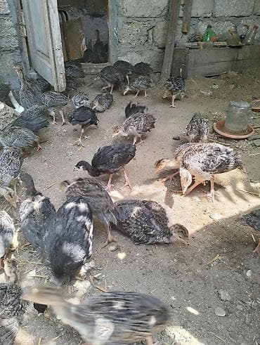 Hinduşkalar: 1 ay yarimliq hinduska cücələri . Cücələr sağlam və aktivdir, yaxşı — 2