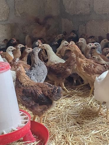 arpa bugda satisi: Toyuq cücələri, Damazlıq, Ünvandan götürmə, Ödənişli çatdırılma, Rayonlara çatdırılma — 2