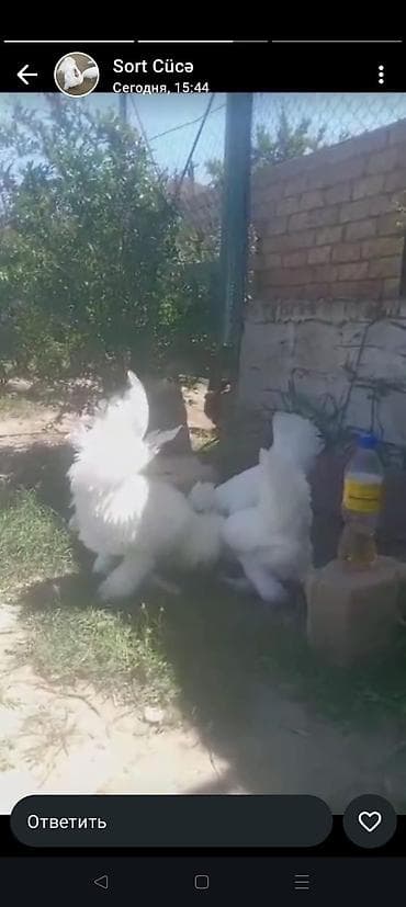 qu quşu: Toyuq, Damazlıq — 9