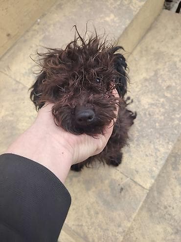 it dami satilir: Pudil Ana Bala Balsi Eerkəkdi 4 Aylig Anasi 2 il Təlimli Her 2 sidə — 2