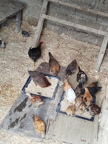 Yerli kənd çolpalari satiram 2 ayliqdi toyuq altan cixandi hamisi 90 — 2