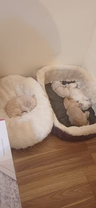 hind qusu satisi: Pudel, Dişi, Peyvəndli, Ödənişli çatdırılma — 8