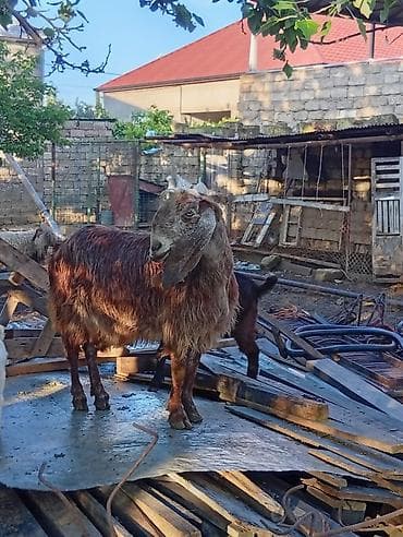erkek: 3 ayın kecib erkekdi ana saf qan helebdi atası muruciana — 3