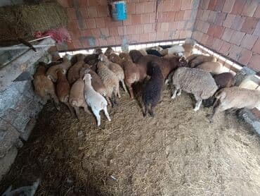 cins ineklerin qiymeti: Salam aleyküm ünvanımz binə atclk qiymet 200 den başdıyır 280 kimi — 10