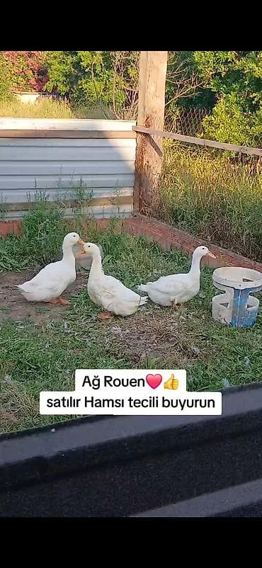 amadin satilir: AĞ reng Ruanlar satilir bulardan cox az adamda var Yasil bas ruandan — 4