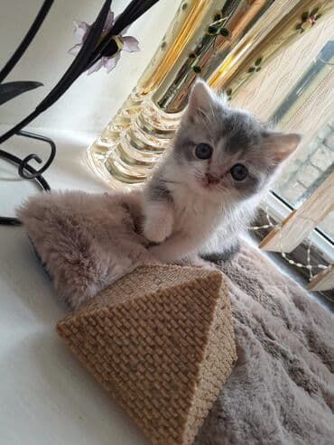 Akvariumlar: Şotland — 6