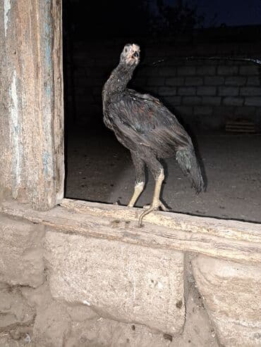 Cücələr: Toyuq, Damazlıq, Ünvandan götürmə — 3