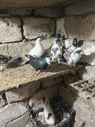 karella quş: Sağlam heyvanlardi kurdaxanidadi istəyən maraqlana biler — 1