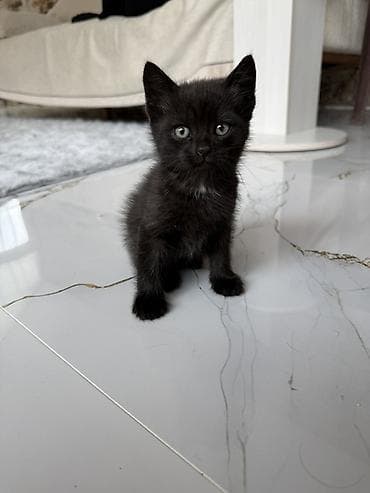 lələkli heyvanlar: Dişi, Yaxşı əllərə — 1