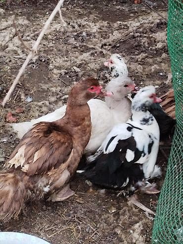 beyleqan sortu qoyun: Lal ördəklər satilir amerikan,yerli və başq növdə var qiymətlər — 3