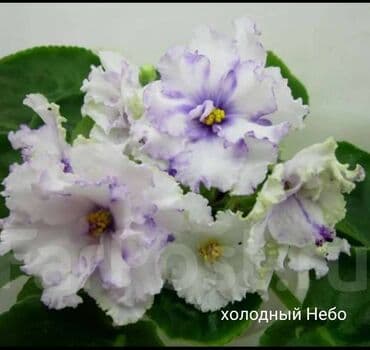 gül şəkilləri profil üçün: 5 — 19