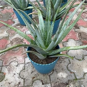 ev bitkisi: Aloe vera Barbadensis növü 4 illik dibçəklər endirimli qiymətlə həm — 4
