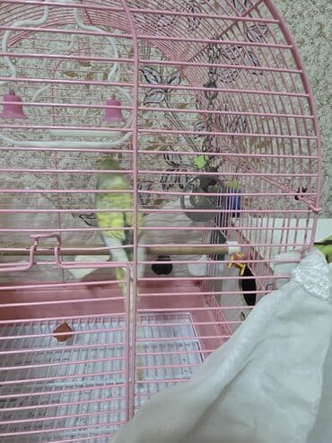 кольчатый попугай цена: Hazır cüt satılır 1 dişi, 1 erkək, 2 ətcəbala və 3 yumurta Ələ — 3