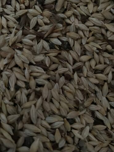 Arpa satilir hazir mesokda