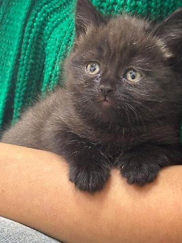 pişik üçün tualet: Britan — 6