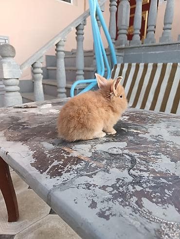 quru corek: Mini lop dovşan ünvan saray polis bölmesi teref - Cins: dekorativ — 2