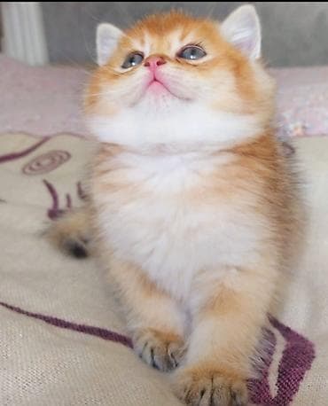 Digər heyvanlar: Britan, Erkək, Yaxşı əllərə, Ünvandan götürmə — 1