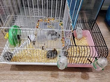 balaca it sekilleri: Xamyak cunqarik bir cut ag vəya boz: Bir qəfəs bir kq yem iki aylıq — 8