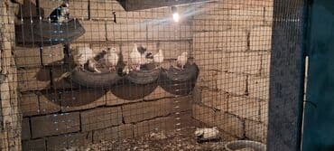 geref qusu rus dilinde: Salam olsun her bir kese bele bir göyercin var 13 ededdir hamsıda — 5