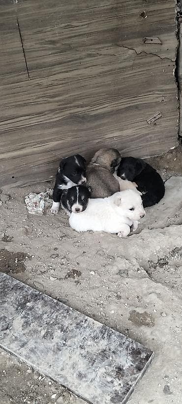 su qabı: Peyvəndli — 2