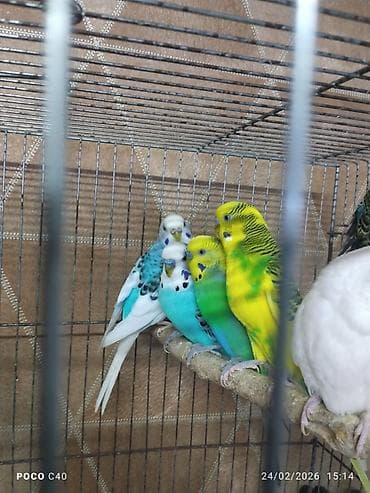 Heyvanlar üçün mallar: Korella 45-50-60 azn mehebbet quslari 15 azn qəfəslər 15-25-40 azn — 4
