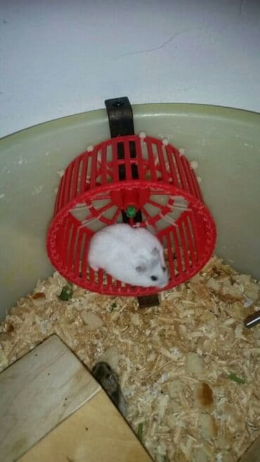 енот в баку купить: Cunqariklər dişləmirlər ələ öyrəşiblər sağlamdılar Zoo maqazin deyil — 4