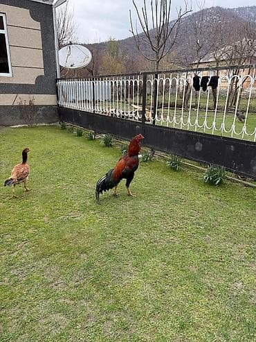 gəncə toyuq satan: Cins: heyrati xoruz (uzunboy, yığcam bədən quruluşu) Rəng — 2