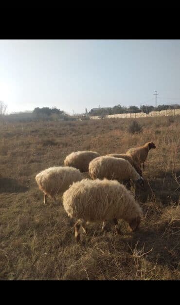 balasına süd verməyən qoyun nə adlanır: Qoyun sürüsü — 6 baş Boğazdılar qiymət 1i 500 AZN Ünvan Bakı Pirşağı — 2