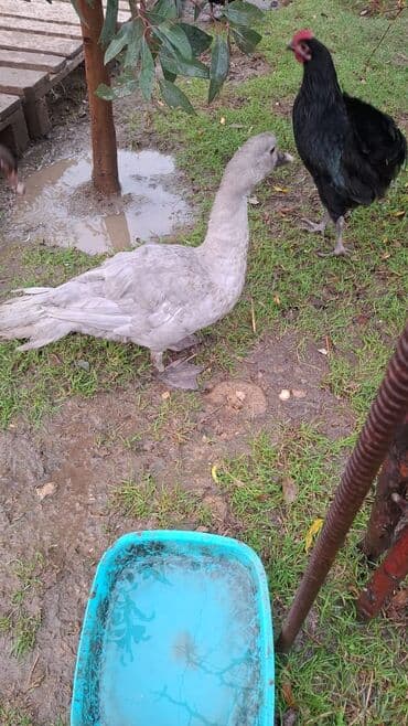 sort qazlar: Musk ördəkləri (hind ördəyi) satılır. Xüsusiyyətlər:her sort var lal — 5