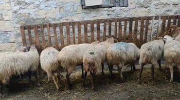 Qazlar: 10 Qoyun satlır. Boğazdılar — 1