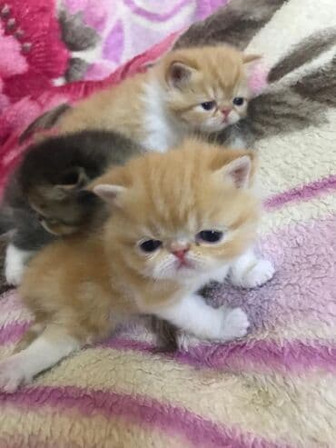 Quşlar: Fars, Erkək, Dişi — 4