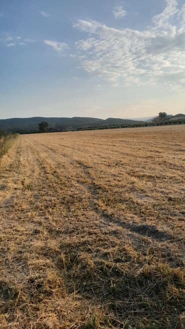 дачные земельные участки: Kənd təsərrüfatı — 2