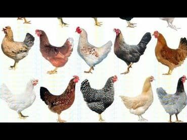 kəkilli toyuq: Toyuq, Damazlıq, Ödənişli çatdırılma, Rayonlara çatdırılma, Ünvandan götürmə — 1