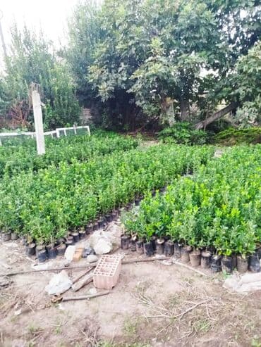 tut aragi satilir: Dekorativ agaclar — 2