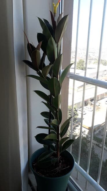 orxideya gulu satisi: Fikus bitkisi satılır. Müxtəlif ölçülərdə.Qiymət razılaşma yolu ilə — 1