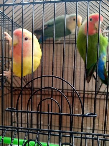 quş qefesleri: Qəfəslər 15-40 azn quslar 35-45-50 aznMüxtəlif ölçü və formalarda quş — 2