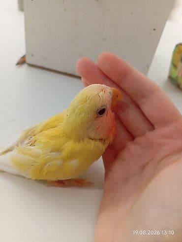 Попугаи: 🐦 Sevgi papuqayı balaları satılır 🐣 Şəkildə gördüyünüz balalar tam — 3