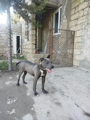 kangal it: Pitbul, 5 ay, Erkek, Peyvəndli — 4