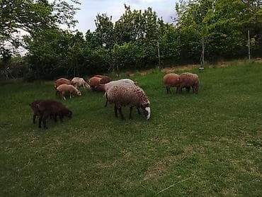 qoyun paltari: - Növ: yerli qarışıq cinslər (qonur, tünd qonur və ağ rənglər). - — 3