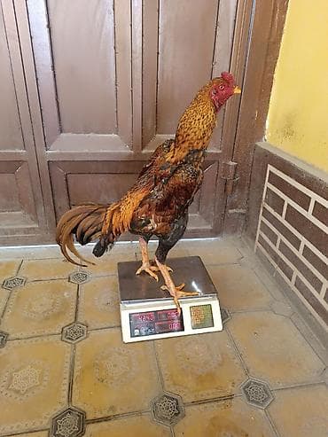 Heyratı Xoruz. Yaşı olmayıb. Çəkisi Göz Qabaqında. Cinsi. Noxudu