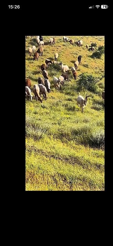 çov çov: Fermer, Kişi, 60 yaş, Təcrübəsiz — 4